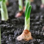 Food Guide for Sustainability