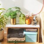 5 Best Indoor Plants For Your Home