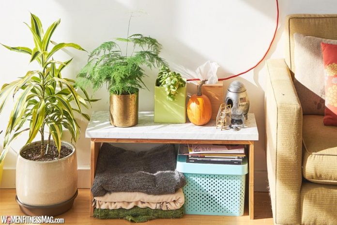 5 Best Indoor Plants For Your Home