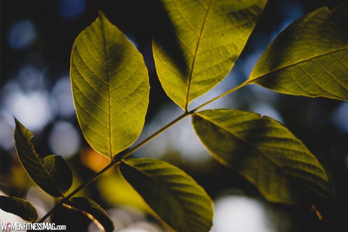 How Can Kratom Proof Helpful In Treating Ailments of Old People?