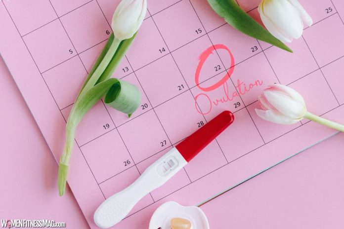 Ovulation Calculator: How to Calculate your Ovulation Period?