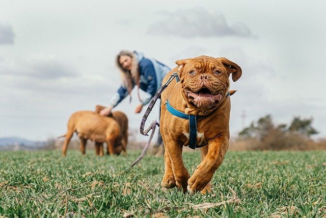 How To Run With Your Dog: 5 Tips And Health Considerations