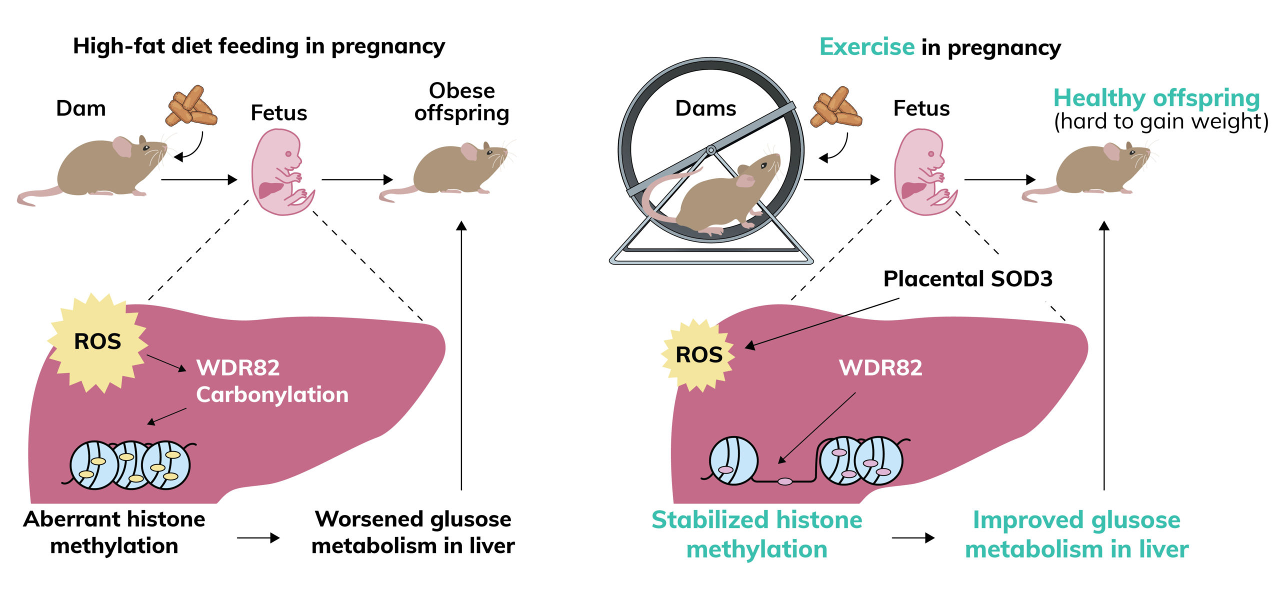 Improved Metabolic Health of the Baby: Another Reason to Exercise During Pregnancy