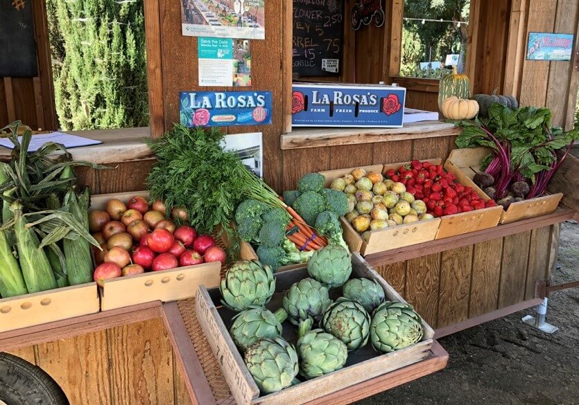 Top 5 Questions on Plant-Based Eating for Kids