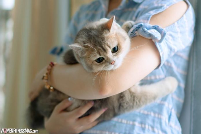 A Cat In The House Is The Responsibility Of The Owners