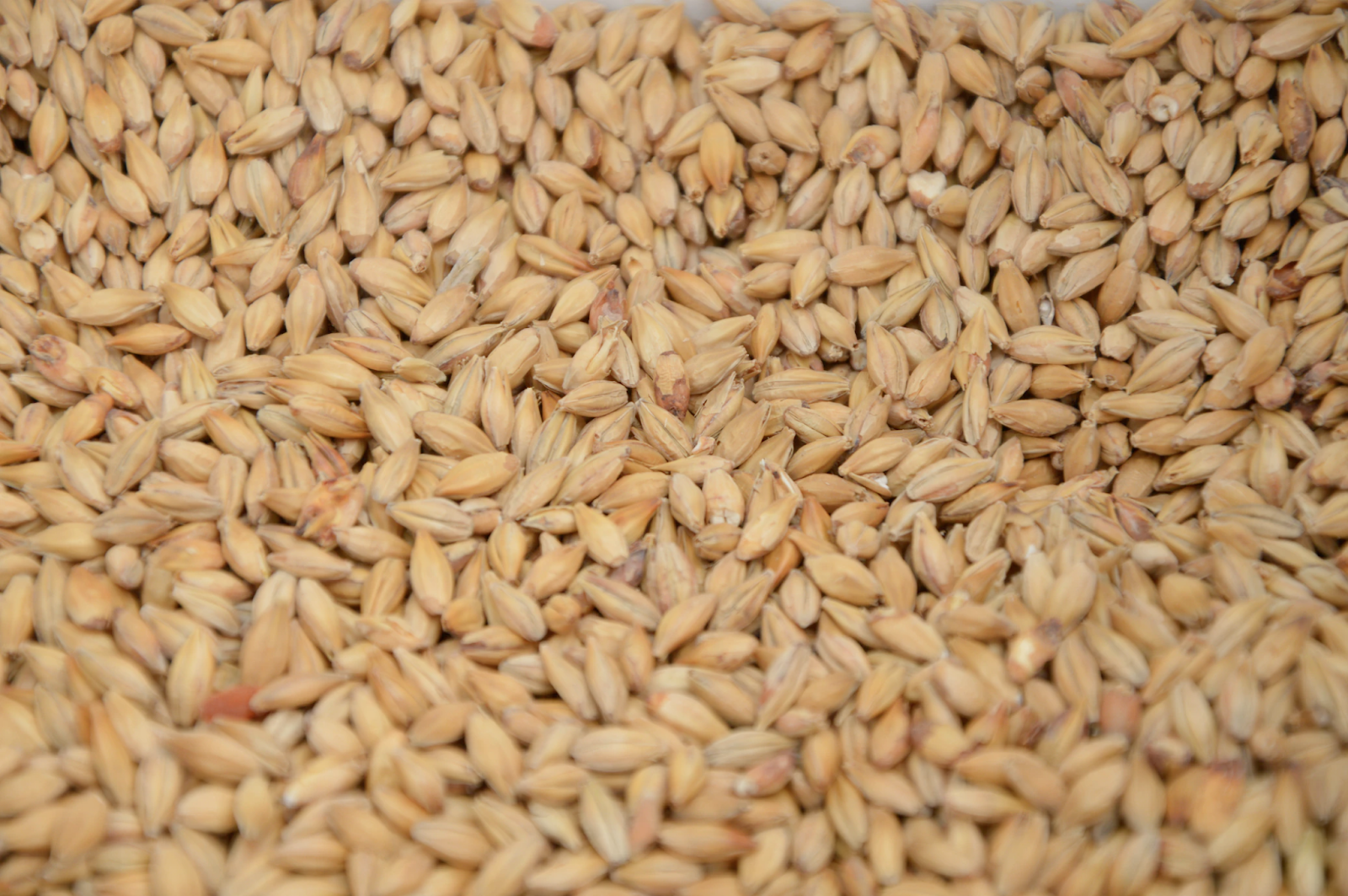 A Few Great Ways To Incorporate Malt In Your Meal Plan