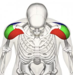 Best Shoulder Workout and Exercises