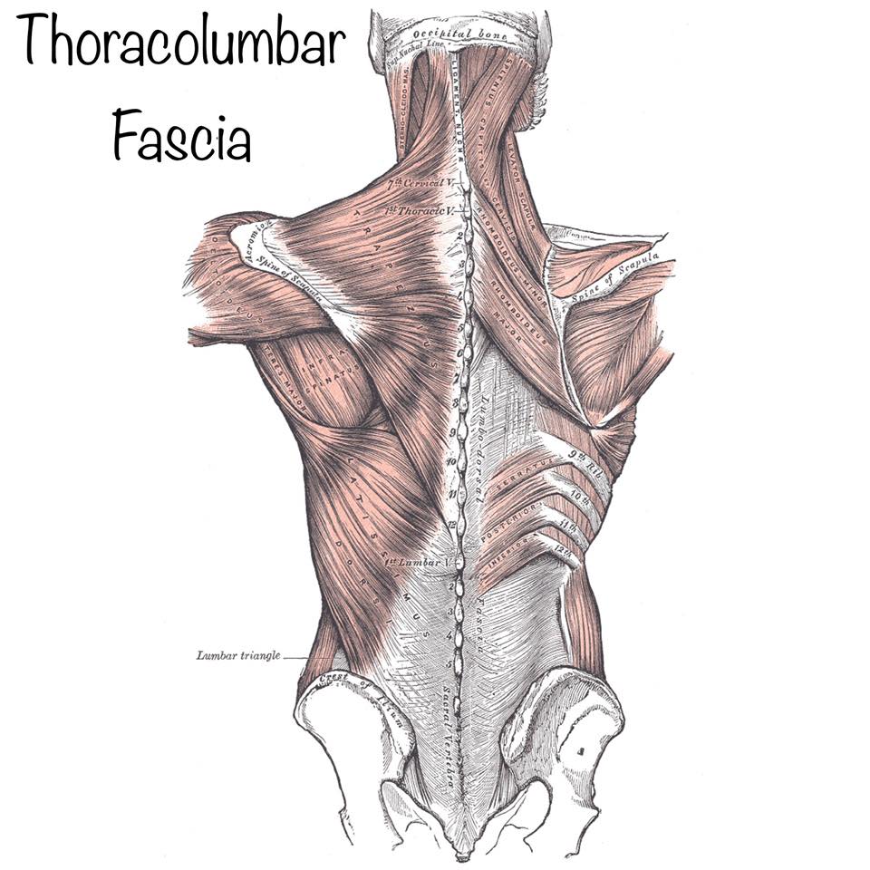 Thoracolumbar Fascia (TLF):  Role in Postural Strength