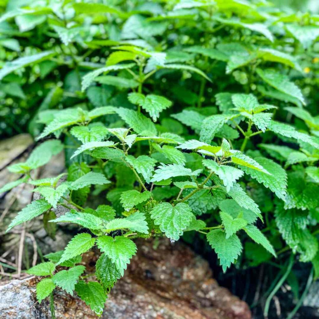 How to Cook With Stinging Nettle