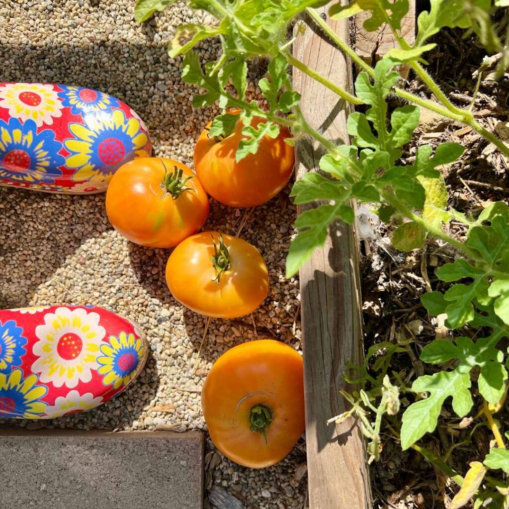 The Many Benefits of Learning How to Grow Your Own Food