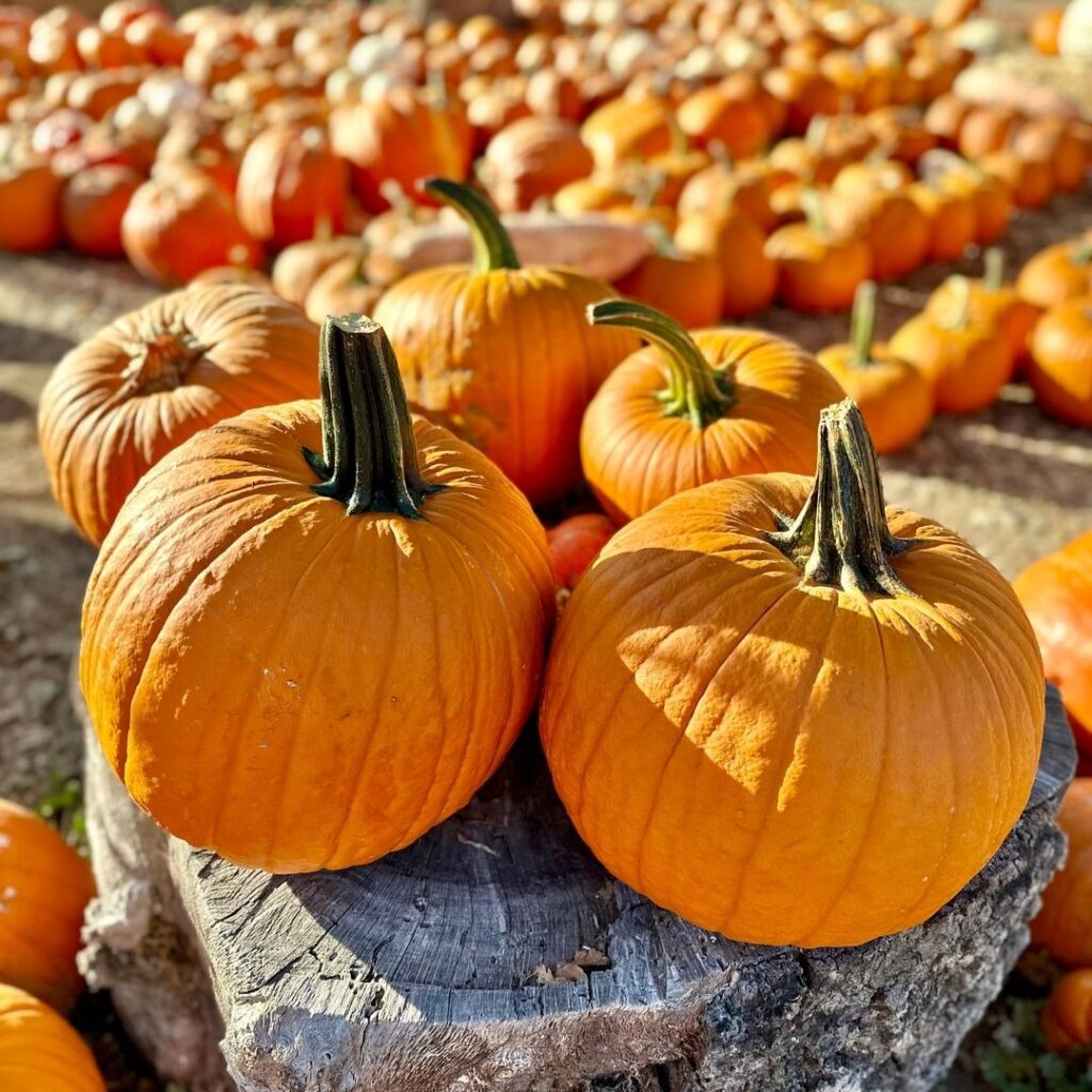 Top 5 Ways to Use Pumpkins + Pumpkin Recipes