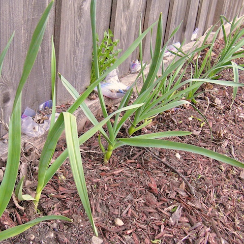 Grilled Cheddar Bacon Pear With Green Garlic Pesto