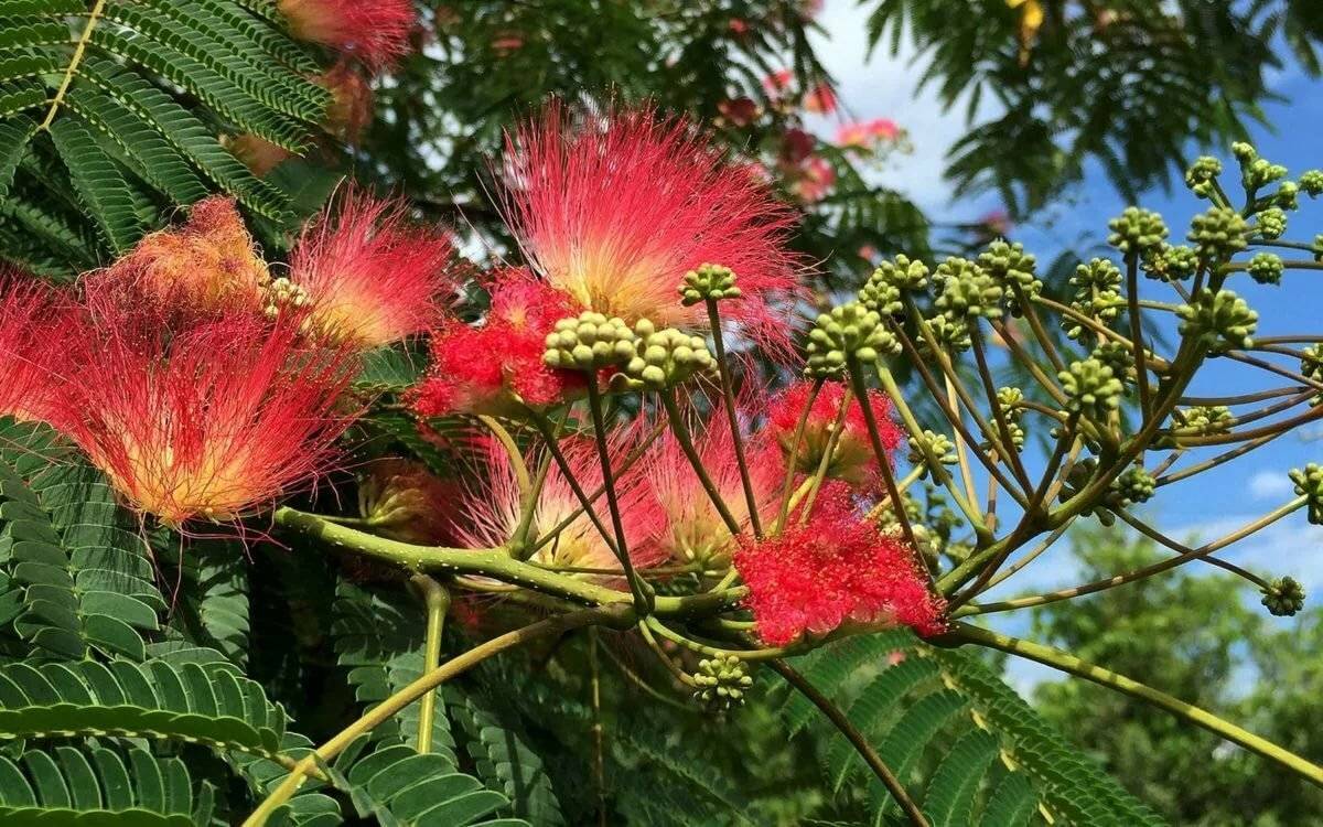 Albizzia : The Wonder Herb of Happiness