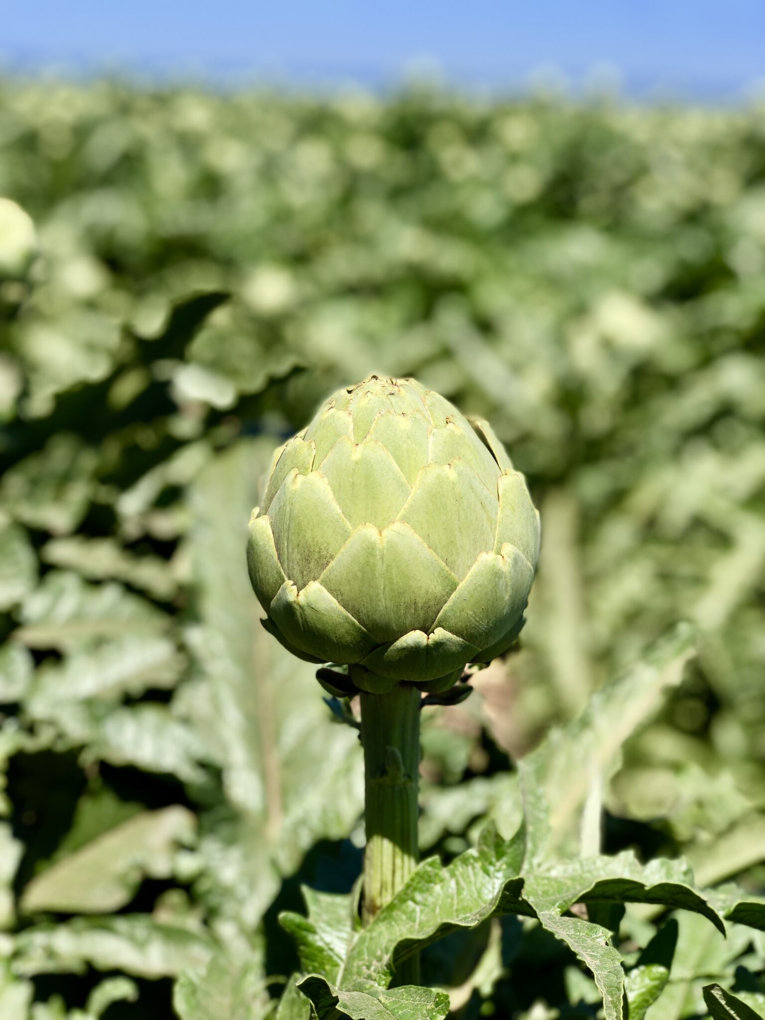 4 Tips for Eating Organic on a Budget