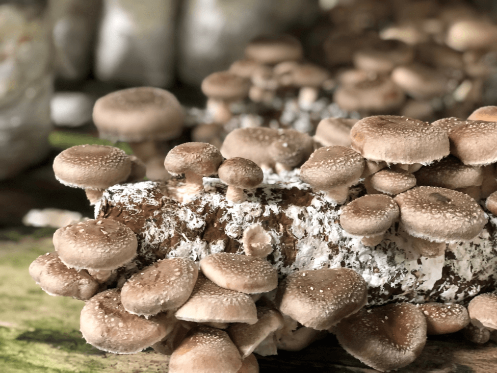 How to Cook Mushrooms + Health Benefits of Mushrooms