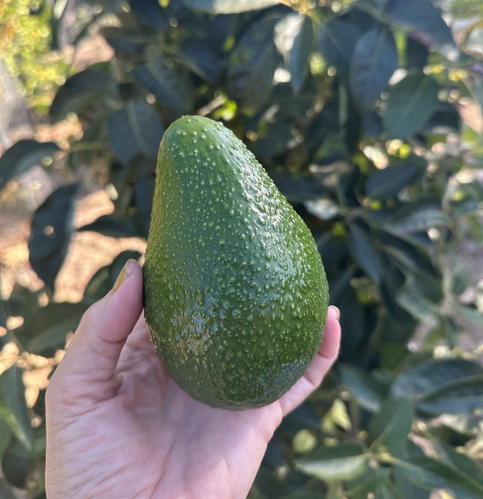 Health Benefits of Avocados: Delicious Ways to Cook and Enjoy Avocados for a Nutritious Diet