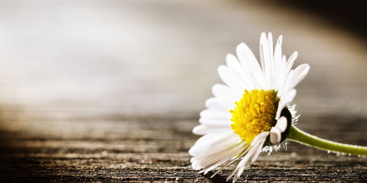 Prolonged Grief – HealthyWomen