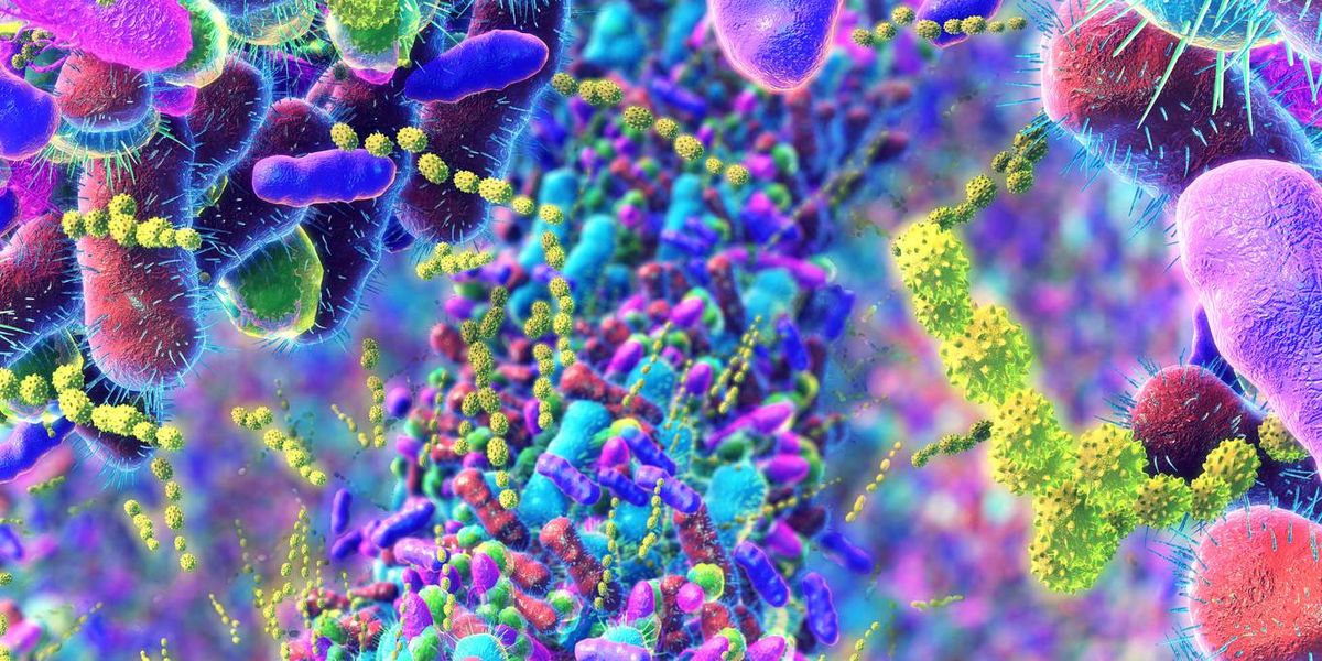 How Menopause Affects the Gut Microbiome