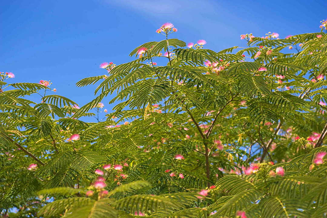 Albizzia: The Wonder Herb of Happiness