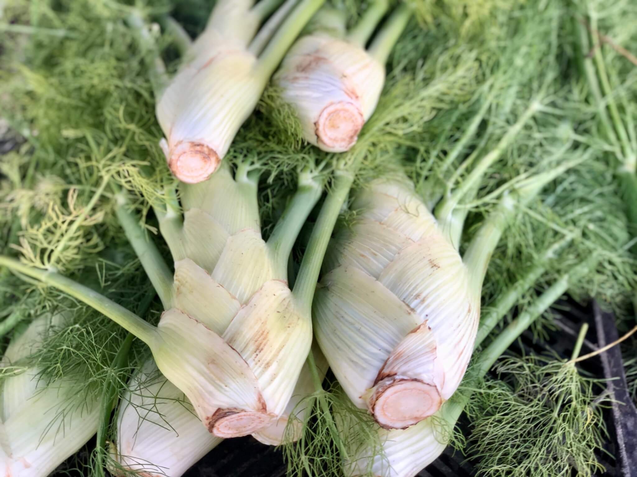 How to Use Fennel: Nutrition Benefits, Cooking Tips, and Delicious Recipes