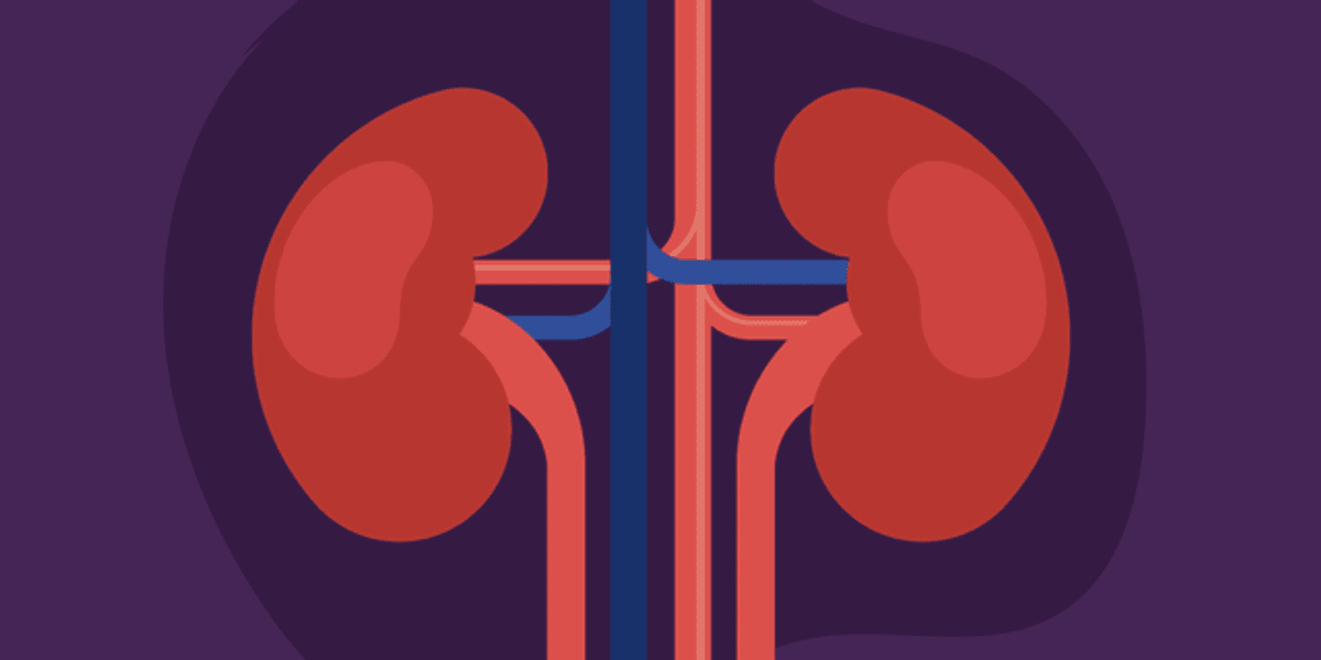 What Do Kidneys Do? – HealthyWomen